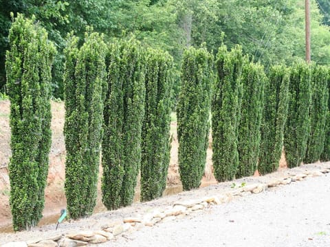 Ilex crenata 'Sky Pencil'