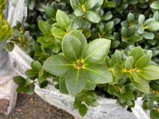 Ilex 'Largo' holly foliage close-up, showing glossy oval dark green leaves with pale yellow midribs around a small bud cluster, wrapped in clear plastic.