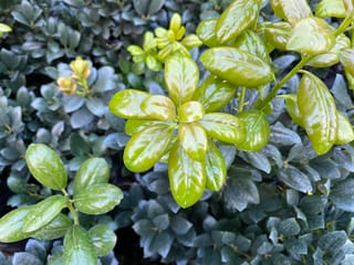 Ilex 'Largo' holly with glossy, bright lime-green new leaves in a rosette, set against darker blue-green mature foliage below.