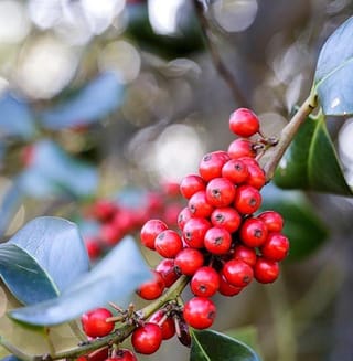 Ilex x altaclerensis 'Hendersonii' (Smooth-leaved Holly) stem with a dense cluster of bright red berries and smooth, glossy dark green leaves.
