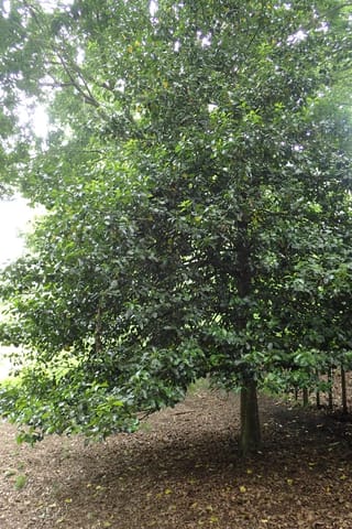 Ilex x altaclerensis 'Hendersonii' (Smooth-leaved Holly), a mature tree with a single trunk and dense glossy dark green foliage, growing over a mulched, leaf-strewn ground.