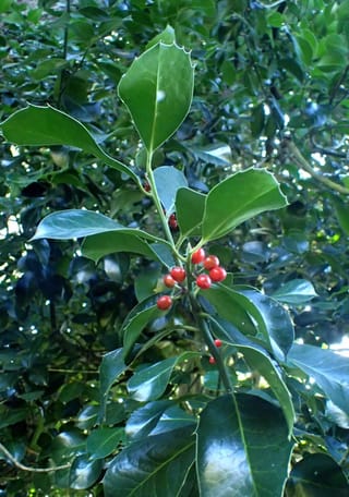 Ilex x altaclerensis 'Hendersonii' (Smooth-leaved Holly) branch with glossy dark green leaves, a few with spiny edges, and a small cluster of bright red berries.