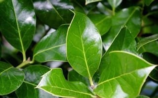 Close-up of glossy dark green, mostly spineless leaves of Ilex x altaclerensis 'Hendersonii' (Smooth-leaved Holly), with pale central veins and wavy edges.