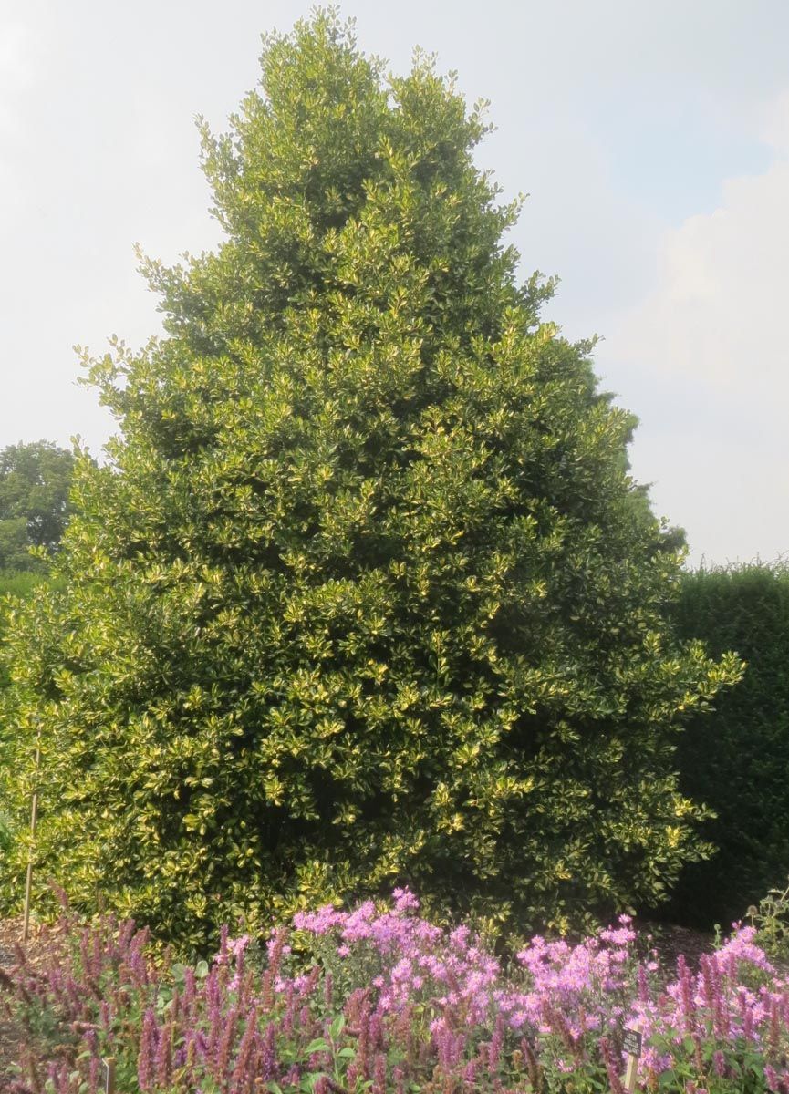 Ilex x altaclerensis 'Hendersonii' (Smooth-leaved Holly), a dense, upright pyramidal tree with glossy green foliage, growing behind pink and purple flowering perennials in a garden.