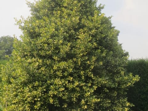 Ilex x altaclerensis 'Hendersonii'