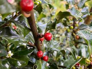 Ilex x meserveae 'Blue Angel' (Blue Holly) branch with glossy, spiny dark green leaves, bright red berries and small white flowers on a brown stem.