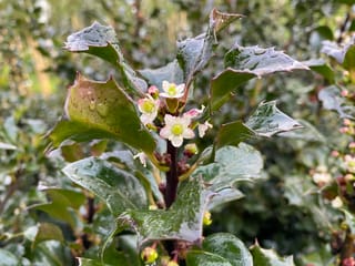 Ilex x meserveae 'Blue Angel' (Blue Holly) with small white flowers on a dark purple stem, among glossy, spiny, rain-wet leaves.