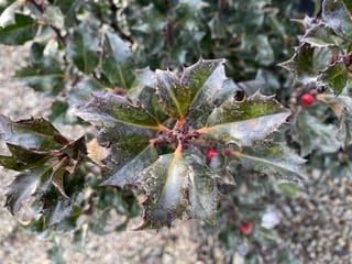 Ilex x meserveae 'Blue Angel' (Blue Holly) foliage close-up, showing glossy, spiny dark green leaves with a frosty sheen and a few red berries behind.