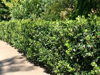 Ilex x meserveae 'Blue Angel' (Blue Holly) as a neatly clipped evergreen hedge of glossy dark green leaves beside a gravel path.