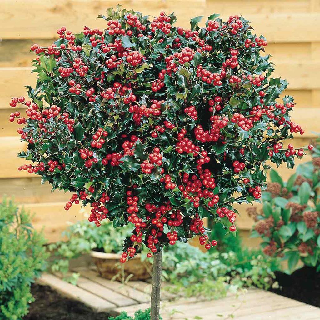 Ilex x meserveae 'Blue Angel' (Blue Holly) trained as a standard on a bare stem, its round head of glossy spiny leaves covered in red berries.