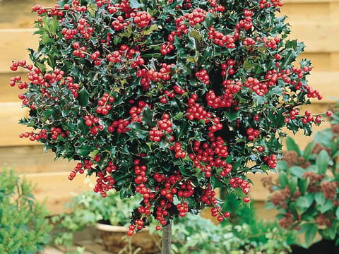 Ilex x meserveae 'Blue Angel'