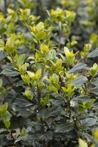 Ilex x meserveae 'Blue Prince' (Blue Holly) shrub with dark blue-green spiny leaves, purple-black stems, fresh lime-green new growth and small white flowers.