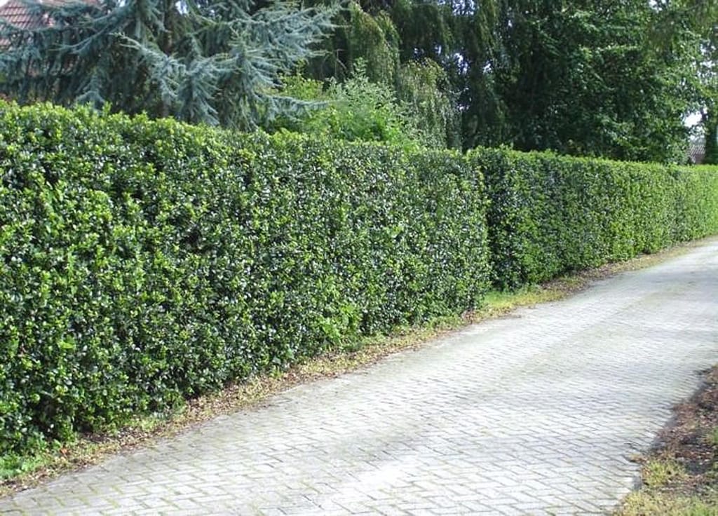 Ilex x meserveae 'Blue Prince' (Blue Holly) as a dense, neatly clipped evergreen hedge with glossy dark green leaves beside a paved driveway.