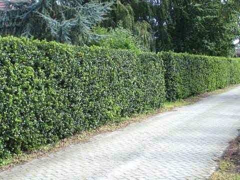 Ilex x meserveae 'Blue Prince'