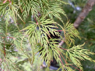 Close-up of Acer palmatum var. dissectum 'Emerald Lace' Japanese Maple, showing finely dissected green leaves with reddish tips and thin red stalks.
