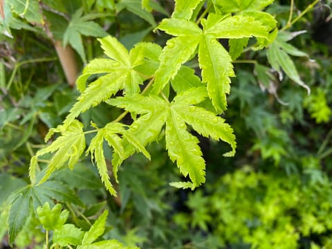 Acer palmatum 'Shidava Gold'