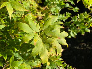Acer palmatum 'Fjellheim' Japanese Maple foliage in sunlight, showing green palmate leaves with yellowish tinges and faint red tips against a dark background.