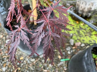 Acer palmatum var. dissectum 'Tamukeyama' Japanese Maple, with deeply cut, deep red-purple leaves on red stems, growing in a black nursery bag.