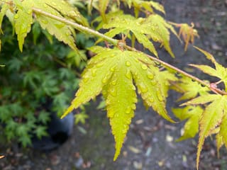 Acer palmatum 'Katsura' (Japanese Maple) branch with yellow-green, serrated leaves beaded with raindrops, and a potted plant behind.