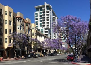 Blue Jacaranda (Jacaranda mimosifolia) trees in full purple-blue bloom lining a city street, with apartment buildings, parked cars and a clear blue sky.
