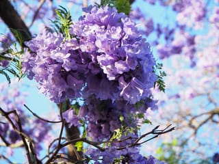 Jacaranda mimosifolia (Blue Jacaranda) with dense clusters of lavender-blue trumpet flowers and fine green leaves on bare branches against a blue sky.