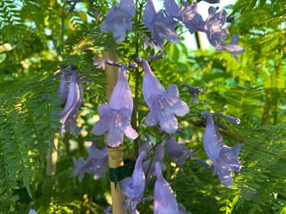 Jacaranda mimosifolia (Blue Jacaranda) with drooping lavender-blue trumpet flowers and fine, fern-like green leaves, growing beside a bamboo stake.