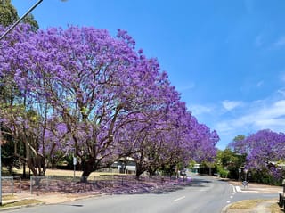 Jacaranda mimosifolia (Blue Jacaranda) trees in full purple-blue bloom with spreading canopies, lining a suburban street under a clear blue sky.