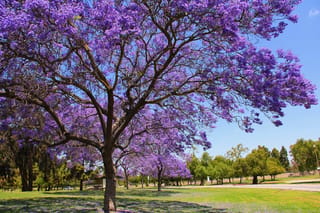 Jacaranda mimosifolia (Blue Jacaranda) in full bloom, its spreading branches covered in purple-blue flowers above a grassy park with more trees behind.