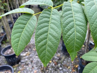 Juglans nigra (Black Walnut) compound leaf with large, finely toothed green leaflets along a pale stem, with potted nursery plants behind.