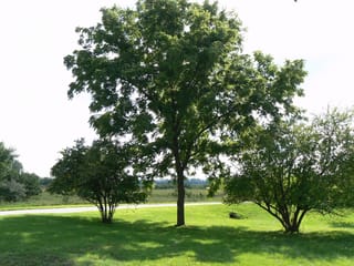 Juglans nigra (Black Walnut) tree with a single straight trunk and broad green canopy, standing on a lawn beside two smaller shrubs and a road.
