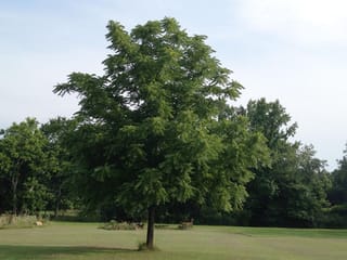 Juglans nigra (Black Walnut) tree in full summer leaf, with a single dark trunk and rounded canopy of compound leaves on open lawn.