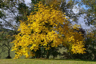 Juglans regia (English Walnut) in autumn, its spreading canopy covered in bright yellow leaves, standing on grass beside darker green trees under a blue sky.