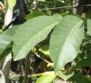 Large green leaves of Walnut 'Meyric' (Juglans regia, English Walnut) with pale central veins and water droplets, beside a smooth grey trunk and wire support.