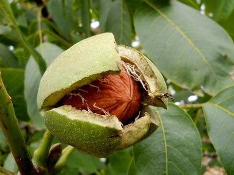 Walnut 'Meyric'