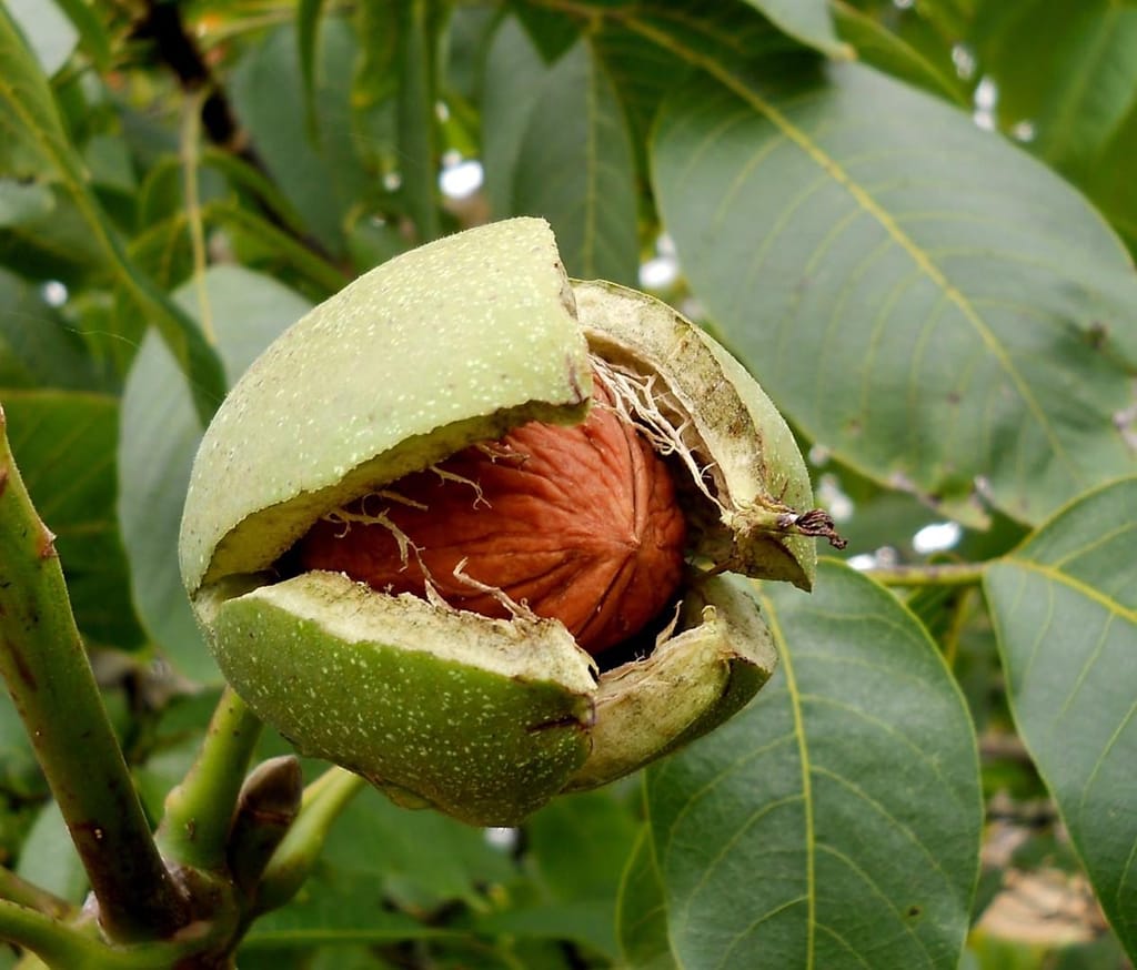 Walnut 'Meyric' (English Walnut, Juglans regia) fruit with its split green husk revealing the brown shell, surrounded by large green leaves.
