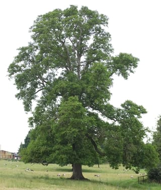 Mature Juglans regia (English Walnut) in full summer leaf, with a thick trunk and broad spreading canopy, standing in a grassy paddock with sheep grazing.
