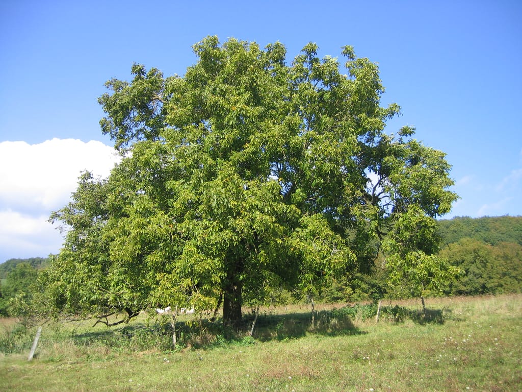 Juglans regia (English Walnut), a broad, wide-spreading deciduous tree with a dense green canopy and short trunk, standing alone in a grassy paddock under blue sky.