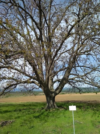 Juglans regia (English Walnut) tree with a thick trunk and wide, spreading bare branches just coming into leaf, standing on grass beside a ploughed field.