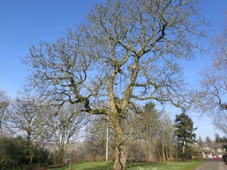 Bare winter Juglans regia (English Walnut) with a wide, branching crown and pale trunk, standing on a grassy lawn under clear blue sky.