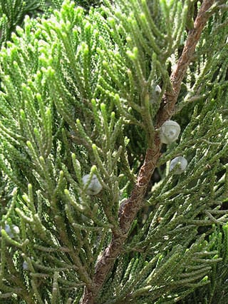 Close-up of Juniperus chinensis 'Kaizuka' (Chinese Juniper), showing scale-like green foliage, a reddish-brown stem and pale bluish-grey berry-like cones.