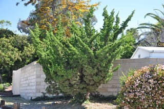 Juniperus chinensis 'Kaizuka' (Chinese Juniper), a dense green evergreen with upswept, irregular branches, growing in front of a pale block wall beside a flowering shrub.