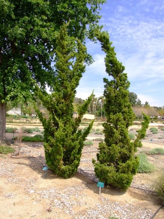 Two Juniperus chinensis 'Kaizuka' (Chinese Juniper) with dense green foliage and twisting, upswept branches, growing in a mulched garden bed under blue sky.