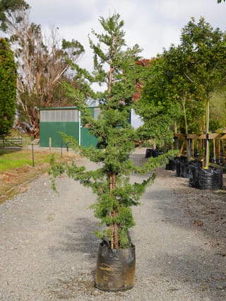 Juniperus chinensis 'Kaizuka' (Chinese Juniper), a tall evergreen with irregular, outstretched branches of green foliage, growing in a black planter bag on a gravel nursery path.