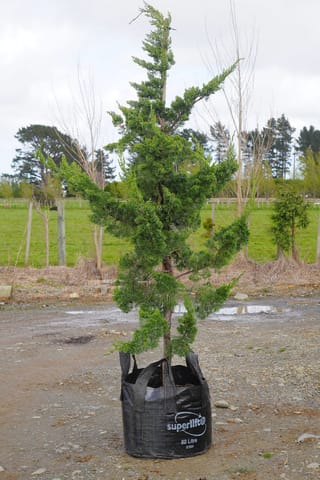 Juniperus chinensis 'Kaizuka' (Chinese Juniper), a tall evergreen with dark green foliage and irregular, upswept branches, growing in an 80 litre black planter bag on gravel.