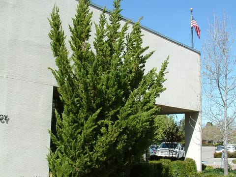 Juniperus chinensis 'Kaizuka'