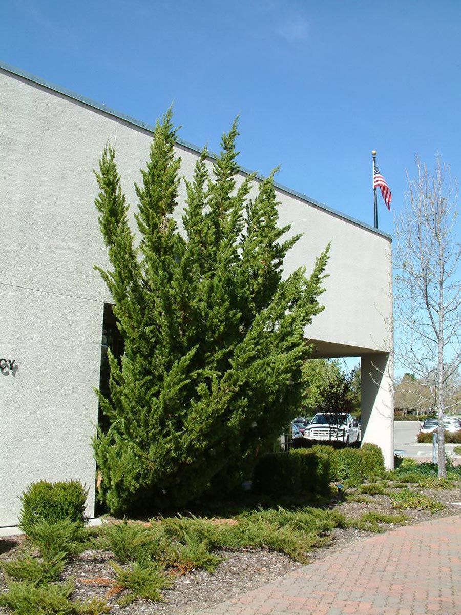 Juniperus chinensis 'Kaizuka' (Chinese Juniper), a tall evergreen with upswept green branches, growing beside a pale building above low shrubs and mulch.