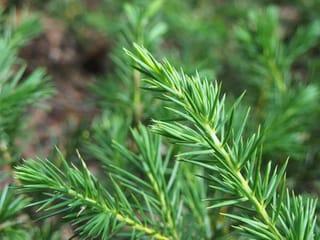 Close-up of Juniperus conferta (Shore Juniper) foliage, showing sharp, needle-like green leaves in whorls along pale yellow-green stems against a blurred background.