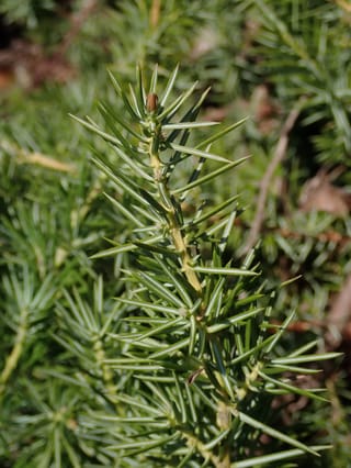 Close-up of Juniperus conferta (Shore Juniper) shoot with sharp, narrow blue-green needles in whorls around a pale green stem and a small brown bud.