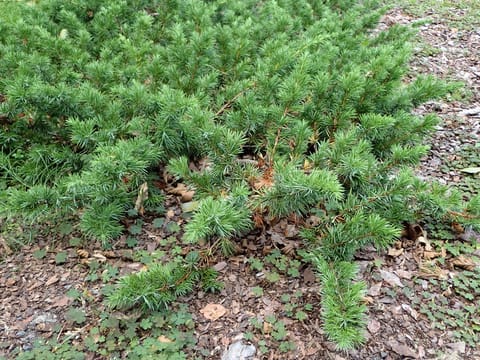 Juniperus conferta