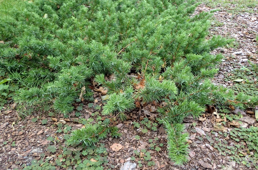 Juniperus conferta (Shore Juniper), a low spreading evergreen with spiky green needle foliage trailing over bark mulch and fallen brown leaves.